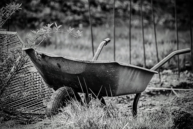 początkujący ogrodnik w szklarni podlewający sadzonki pomidora